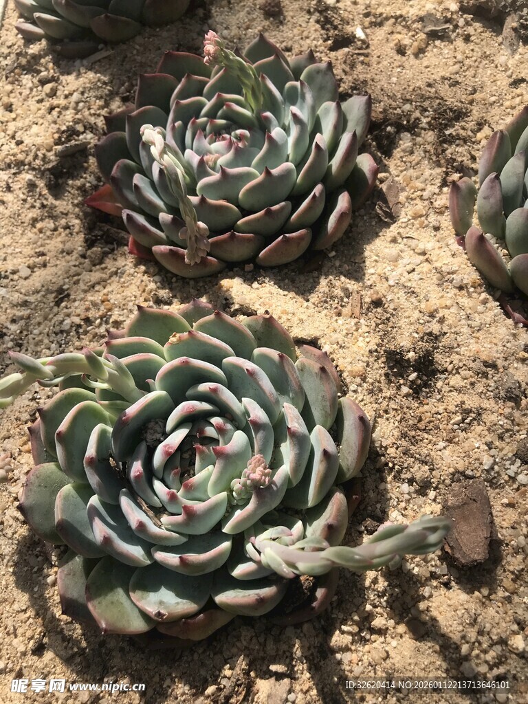 多肉 