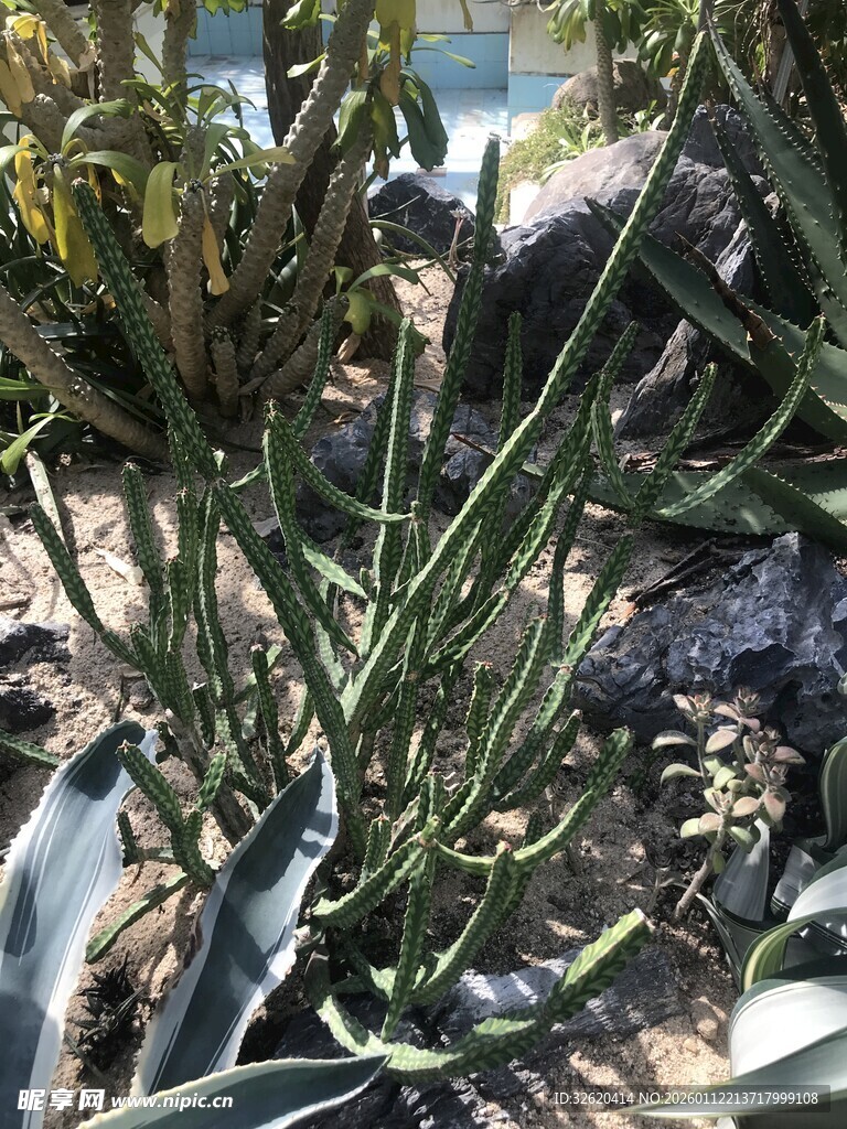 植物