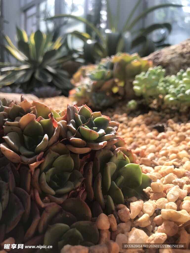 多肉 