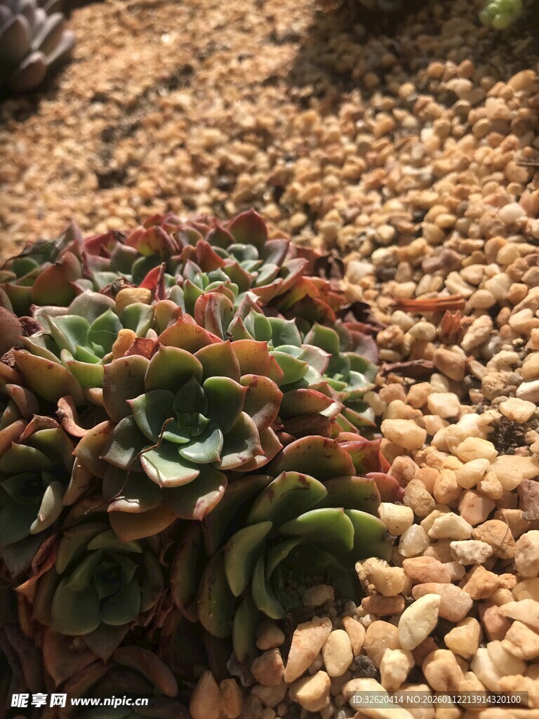 多肉