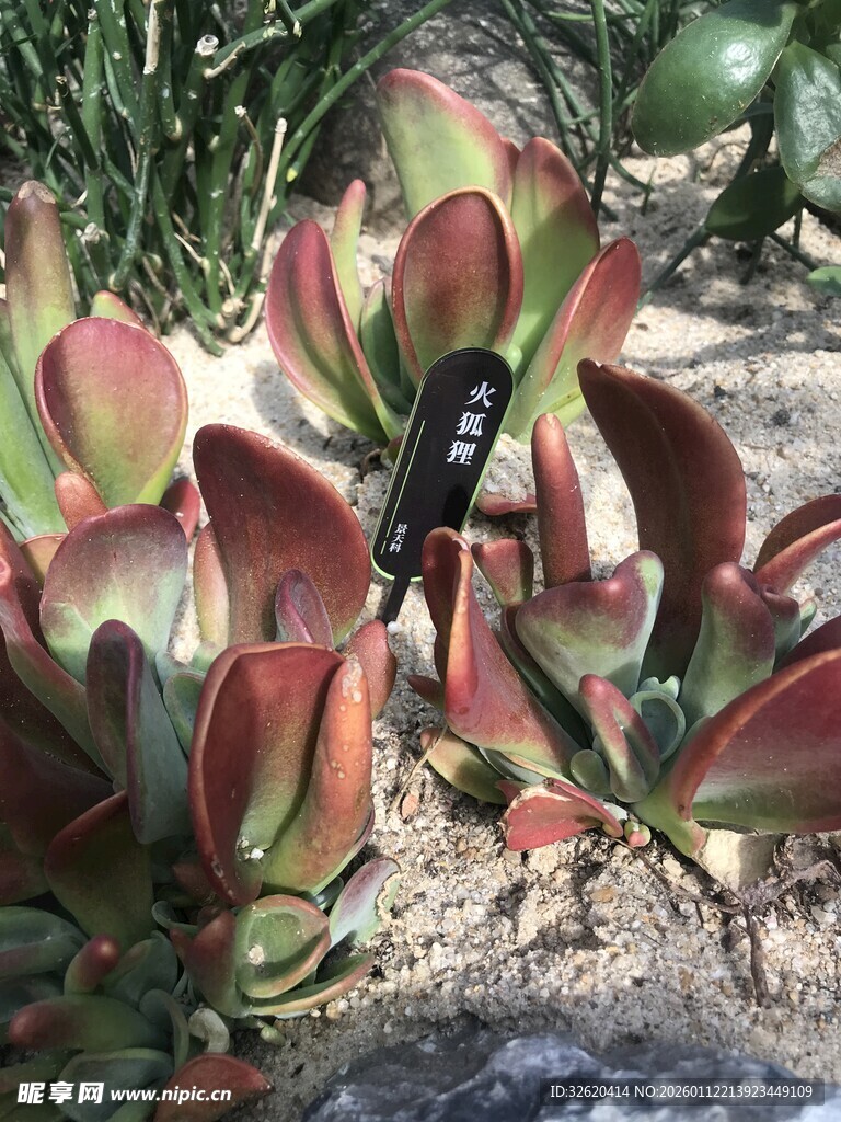 多肉