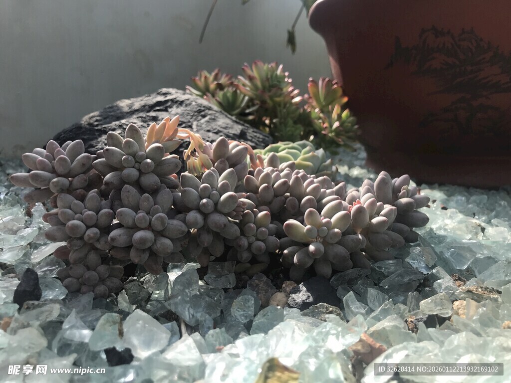 多肉