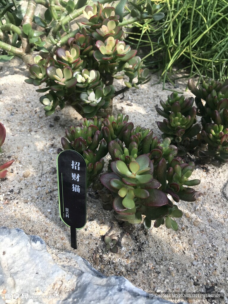 多肉植物