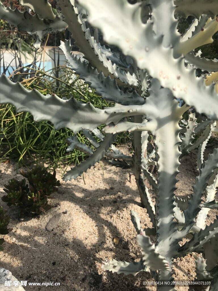 仙人掌植物