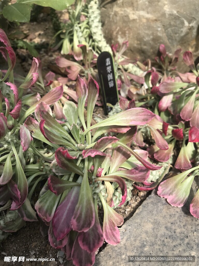 多肉