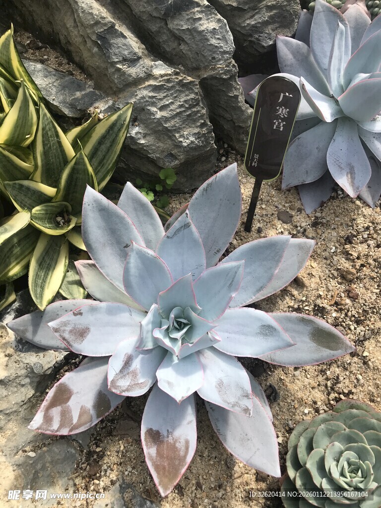 多肉植物