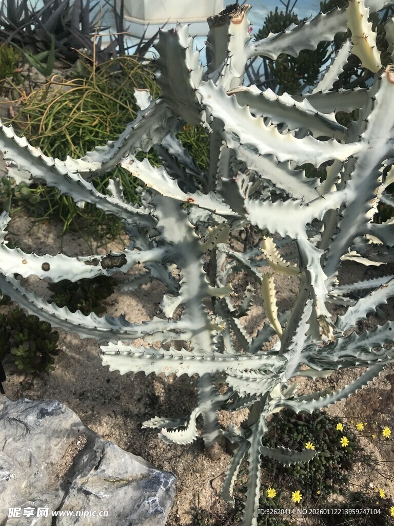 仙人掌植物