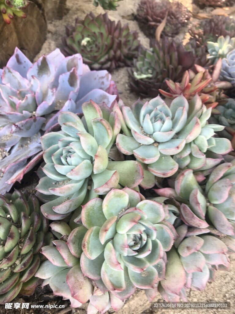多彩多肉植物组合