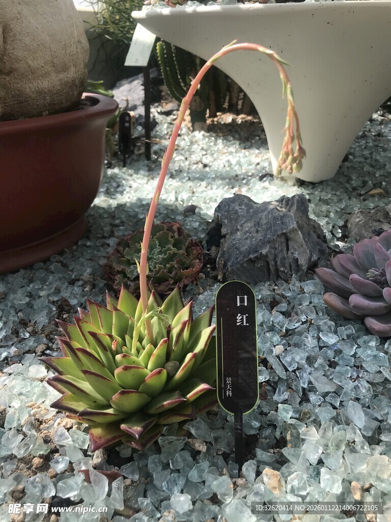 小巧多肉植物