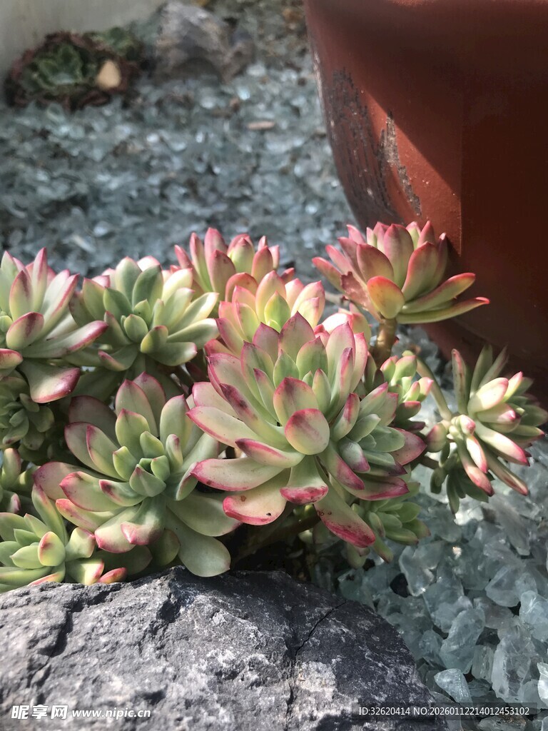 多肉