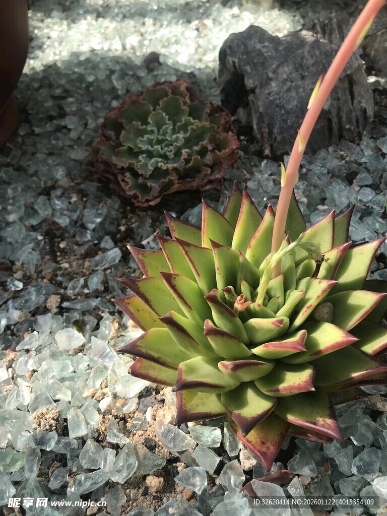 多肉