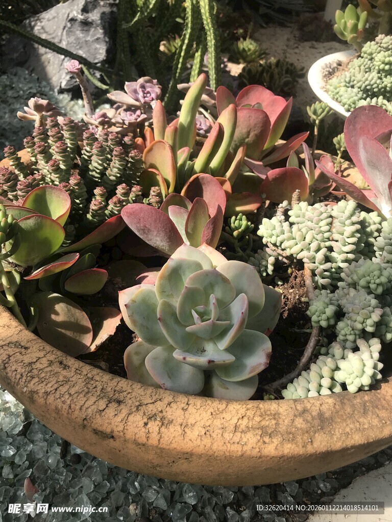 多肉植物盆栽