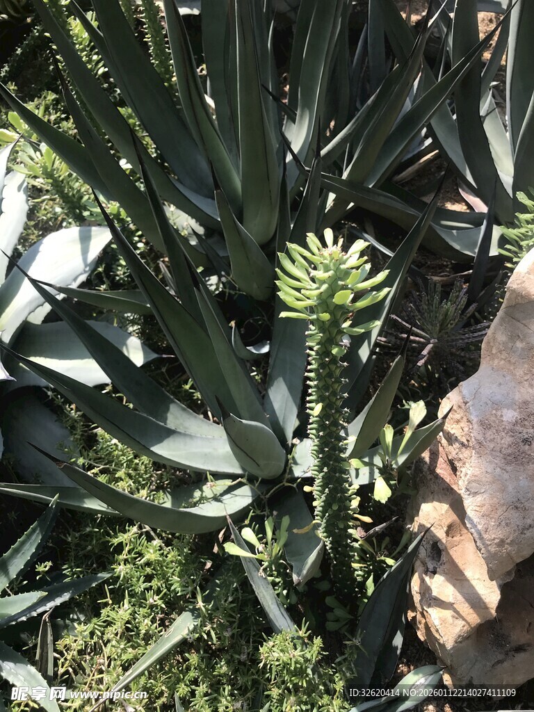 室内绿植景观一角
