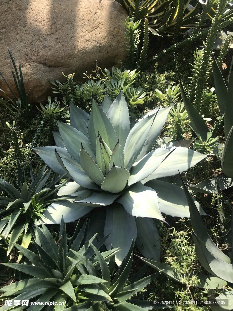 多肉