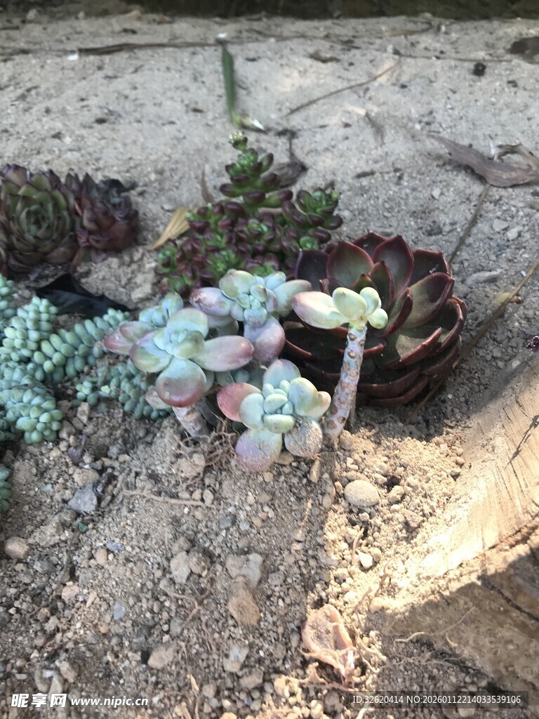多肉