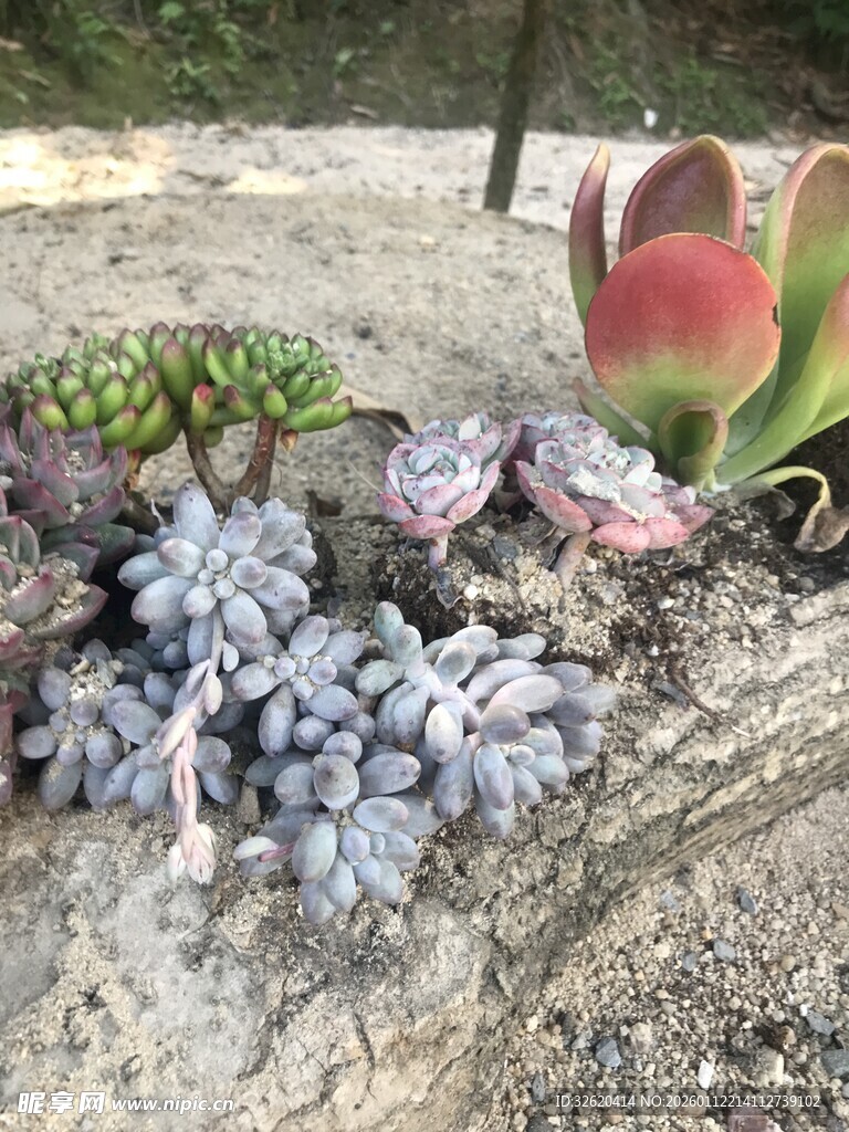 多肉植物