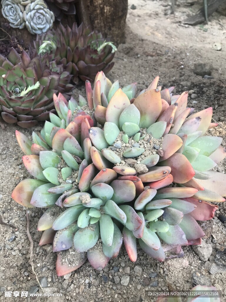 多彩多肉植物