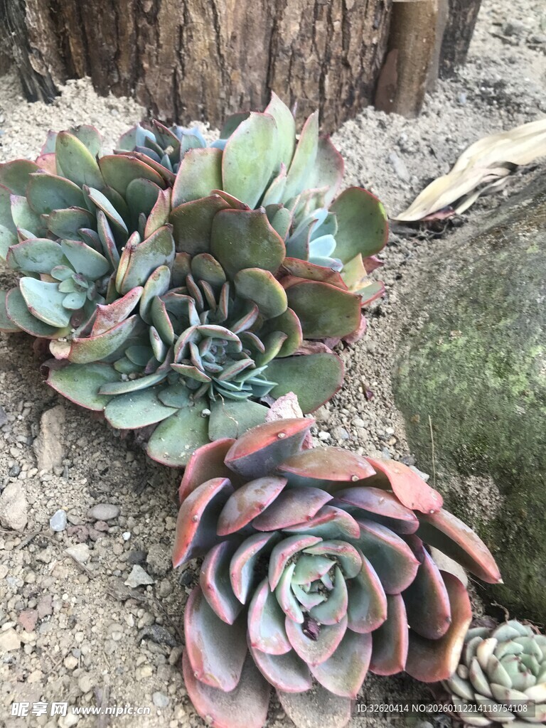 多彩多肉植物