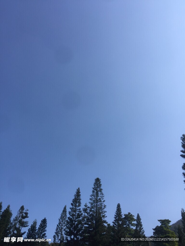 蓝天之下的茂密树林