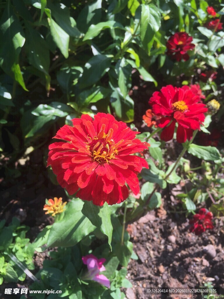 鲜艳百日菊