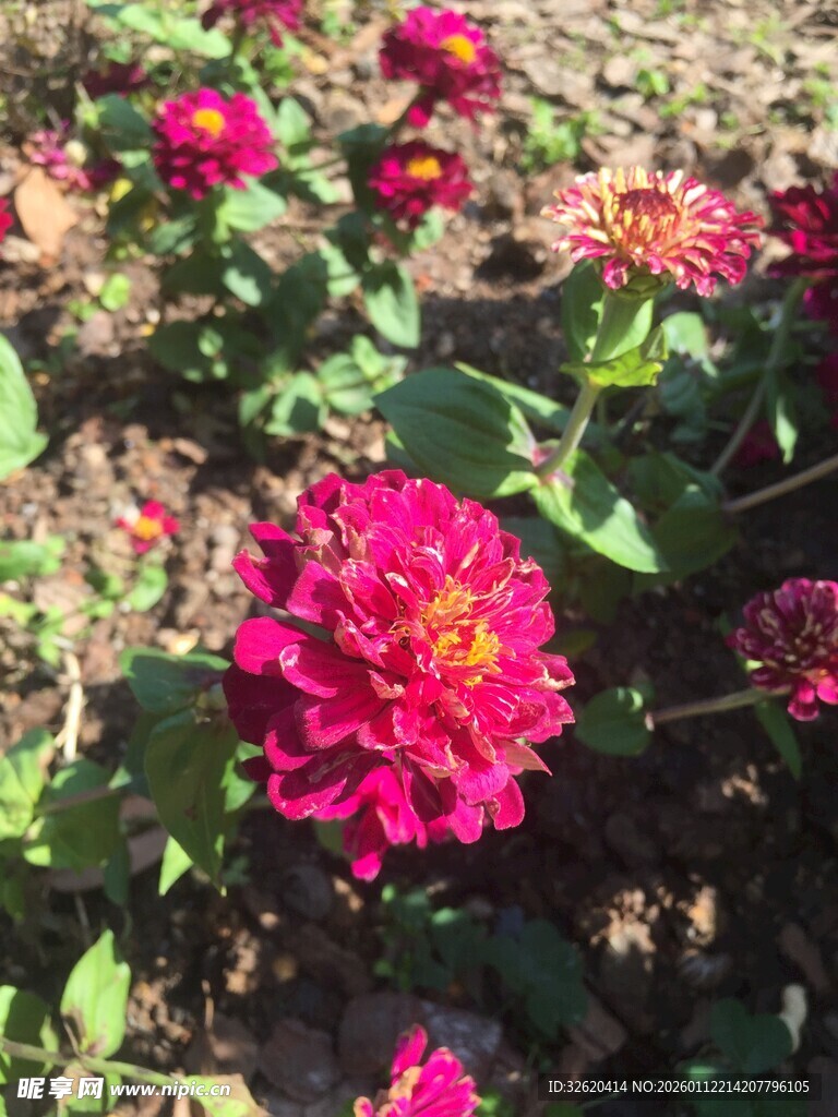 艳丽绽放的粉色百日菊
