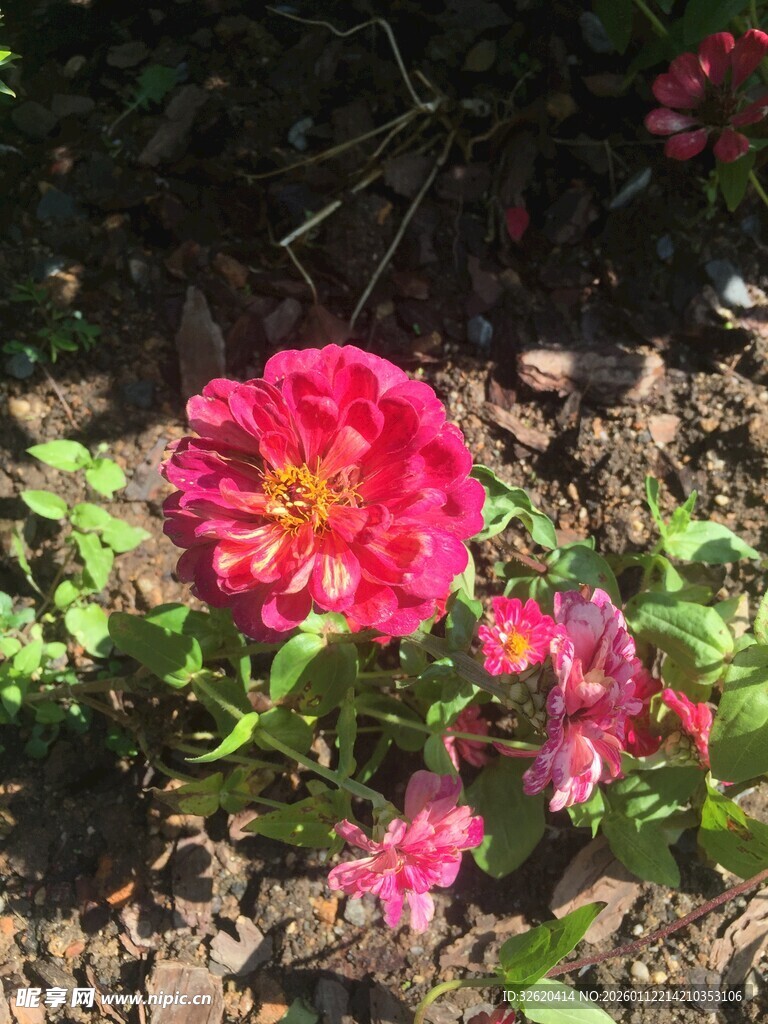 娇艳绽放的红色花卉