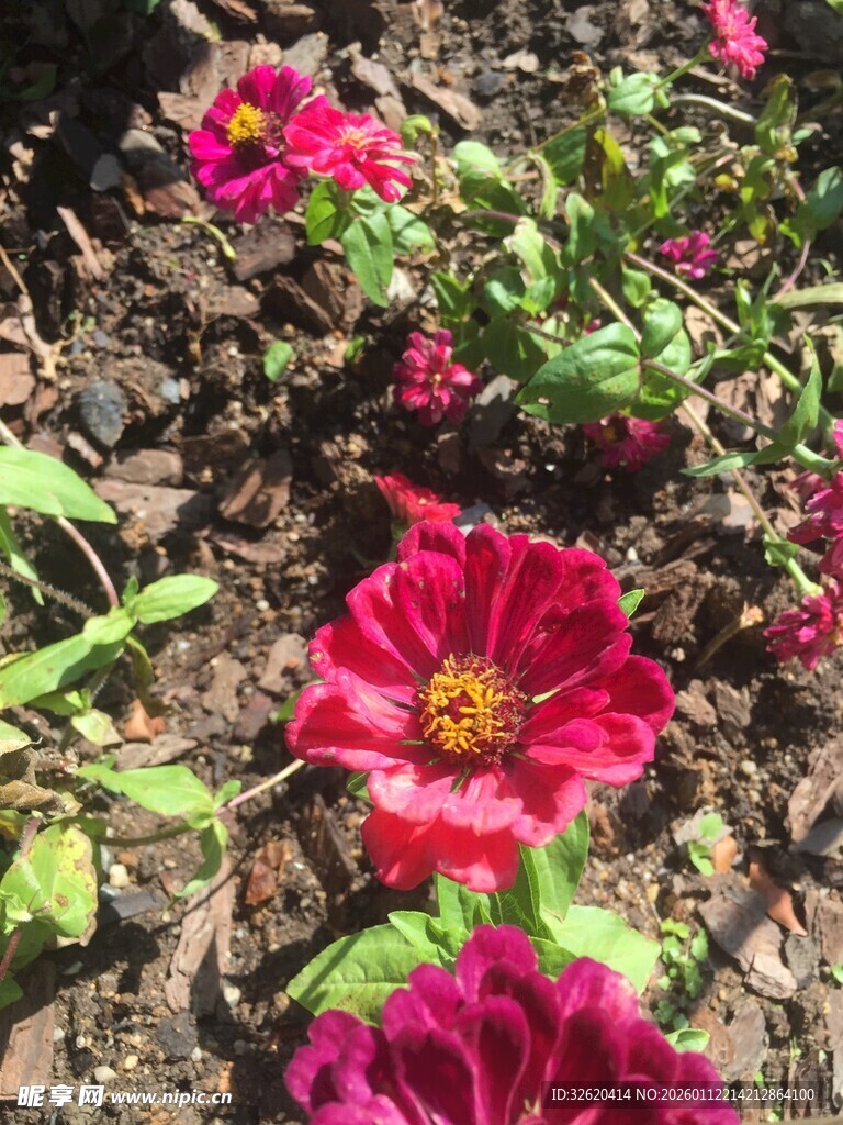娇艳绽放的红色花卉