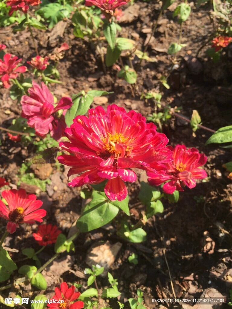 娇艳绽放的红色花卉