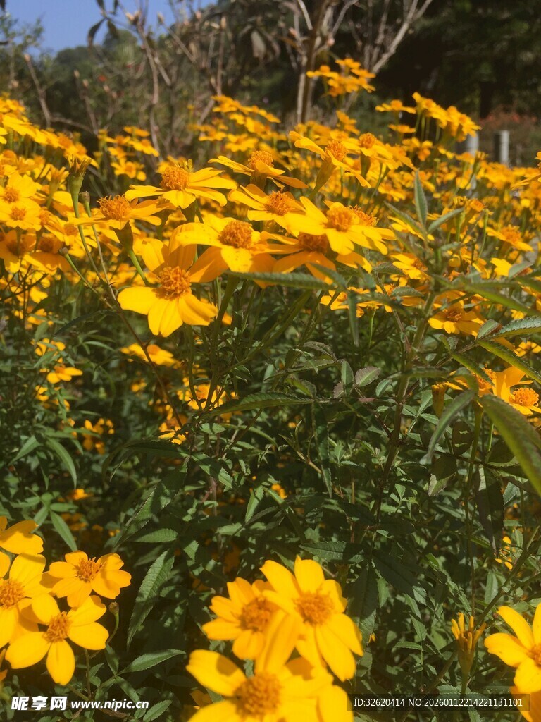 金黄灿烂的美丽花卉景观