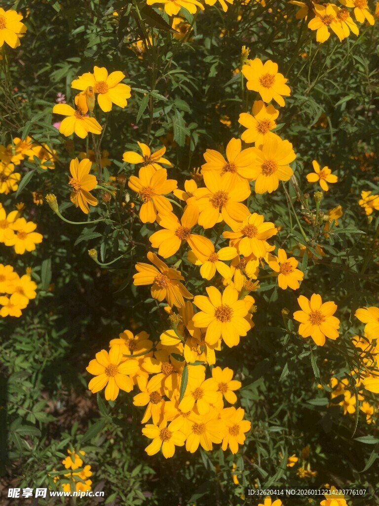 金黄小花绽放绿意间