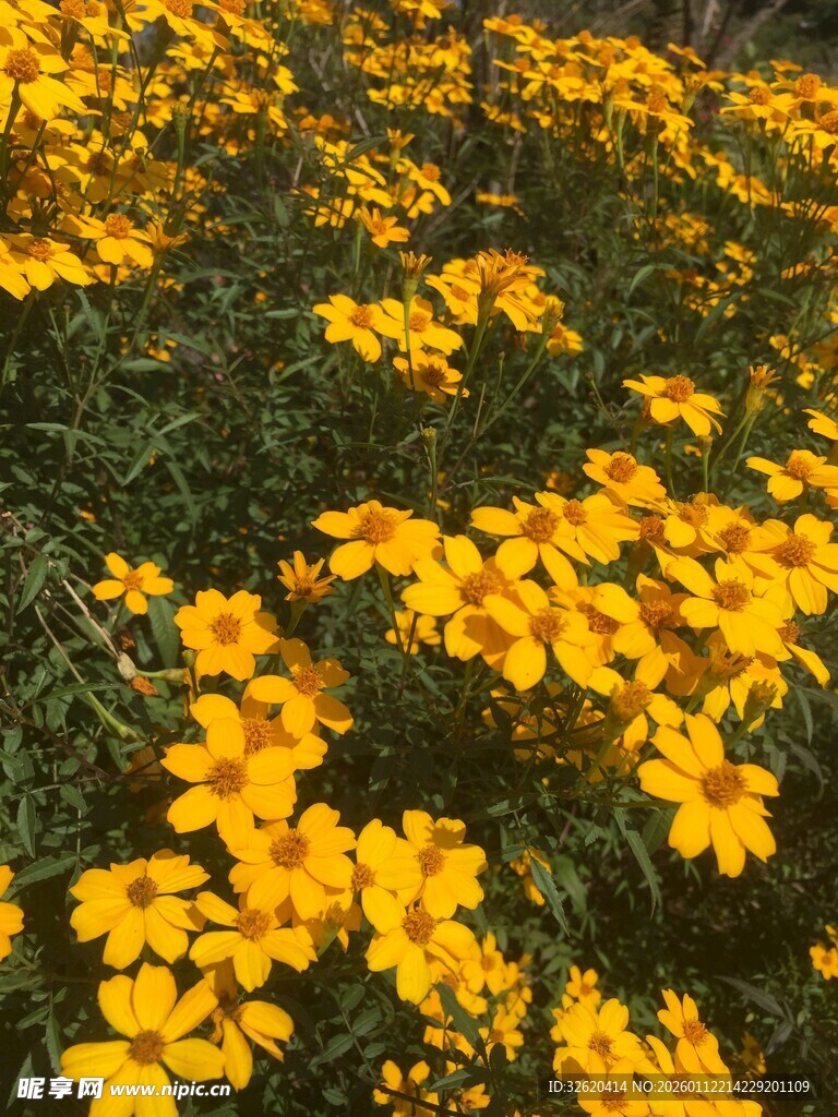 小菊花绽放