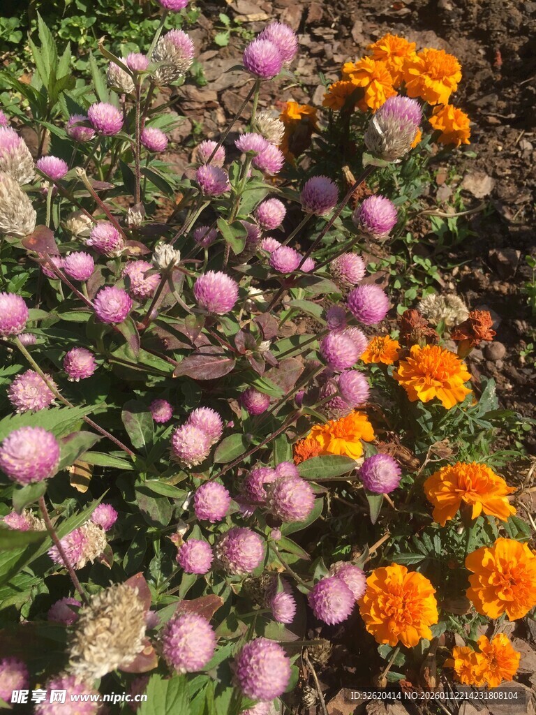 多彩花卉绽放