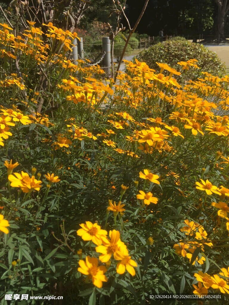 金黄灿烂的野菊花绽放