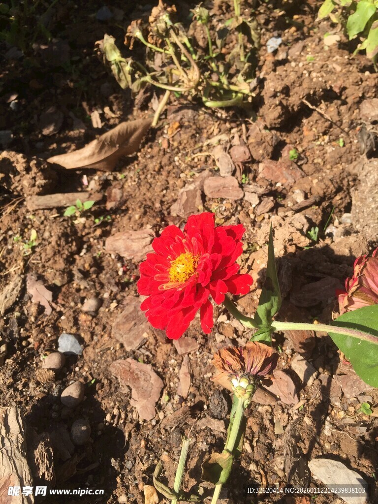 单朵红花朵