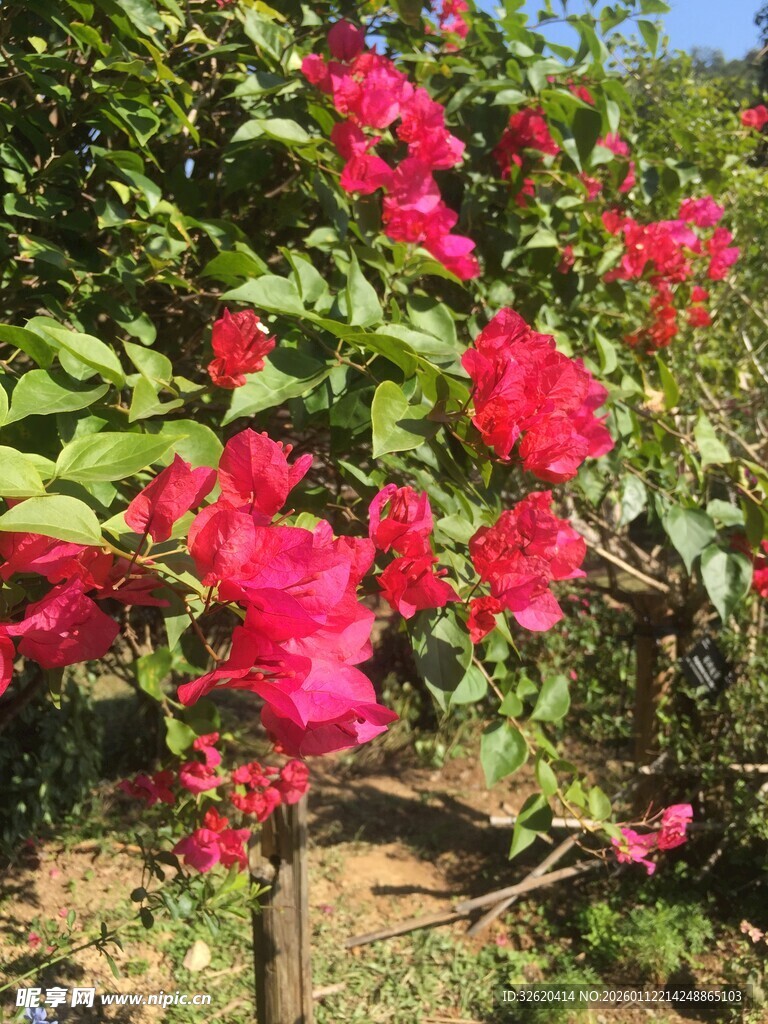 艳丽绽放的红色花卉