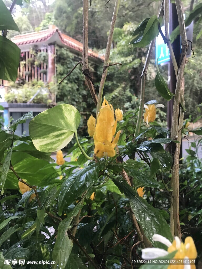 树上的黄花