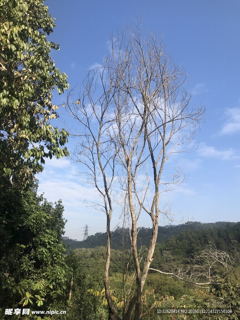 山林中枯树与绿树相映