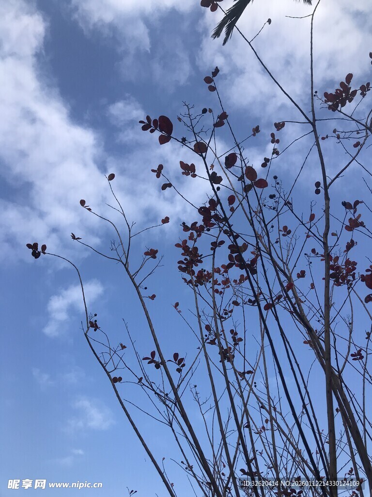 蓝天映衬下的花枝