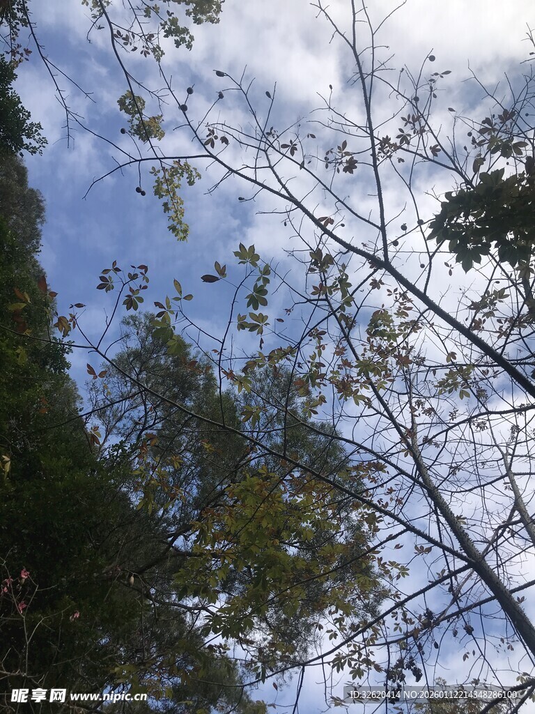 仰望林间天空与枝叶