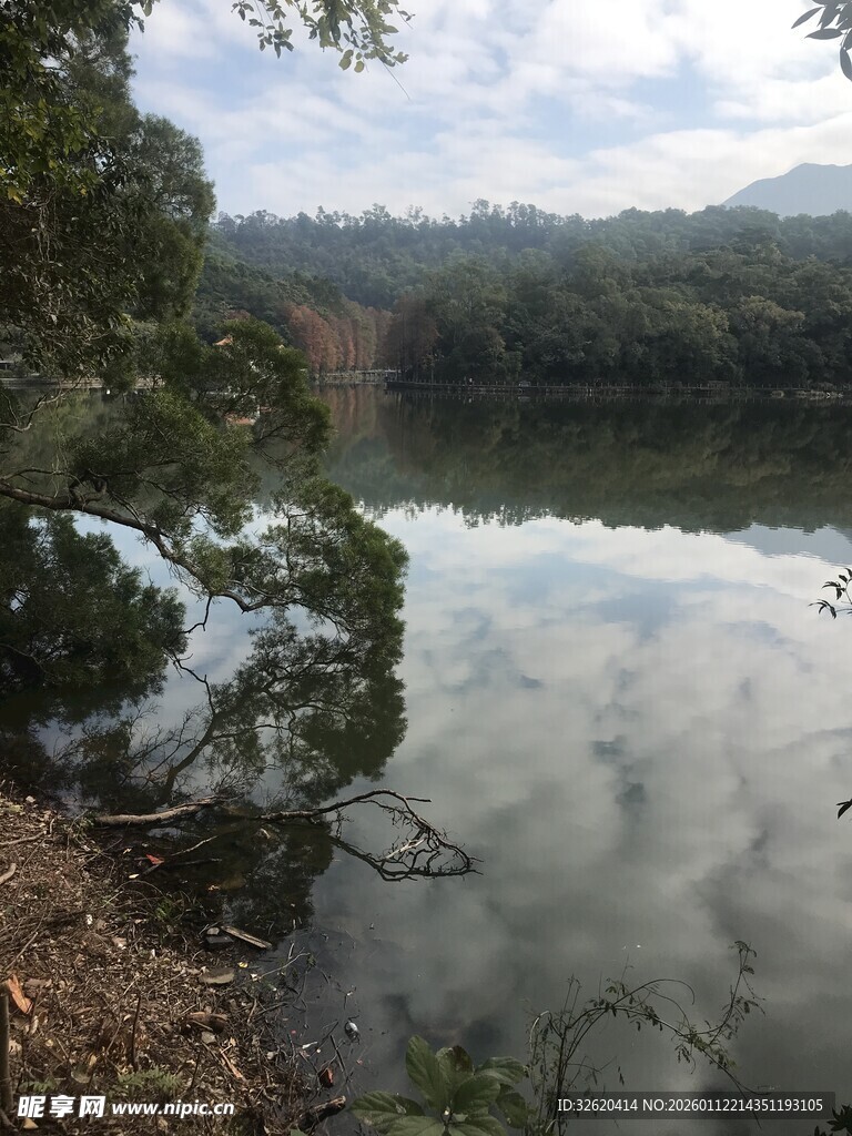 宁静湖畔森林美景