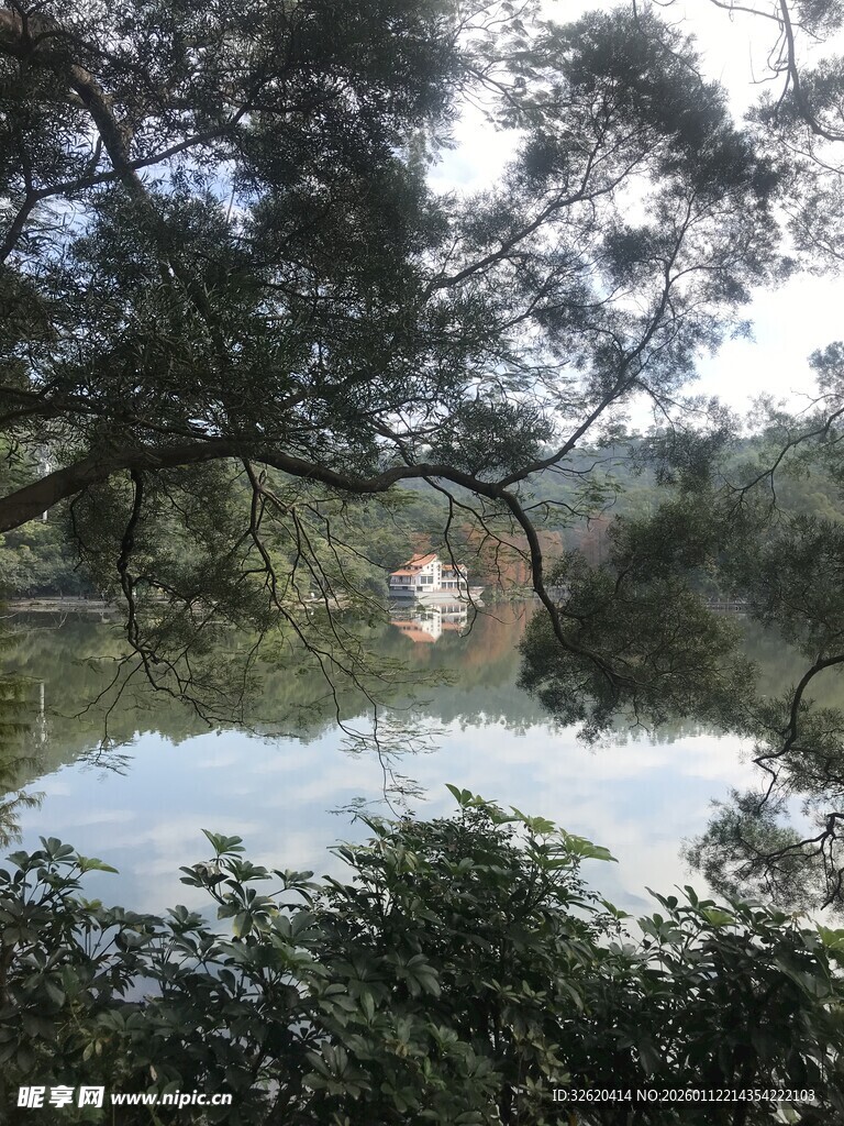 湖畔树林中的静谧景致