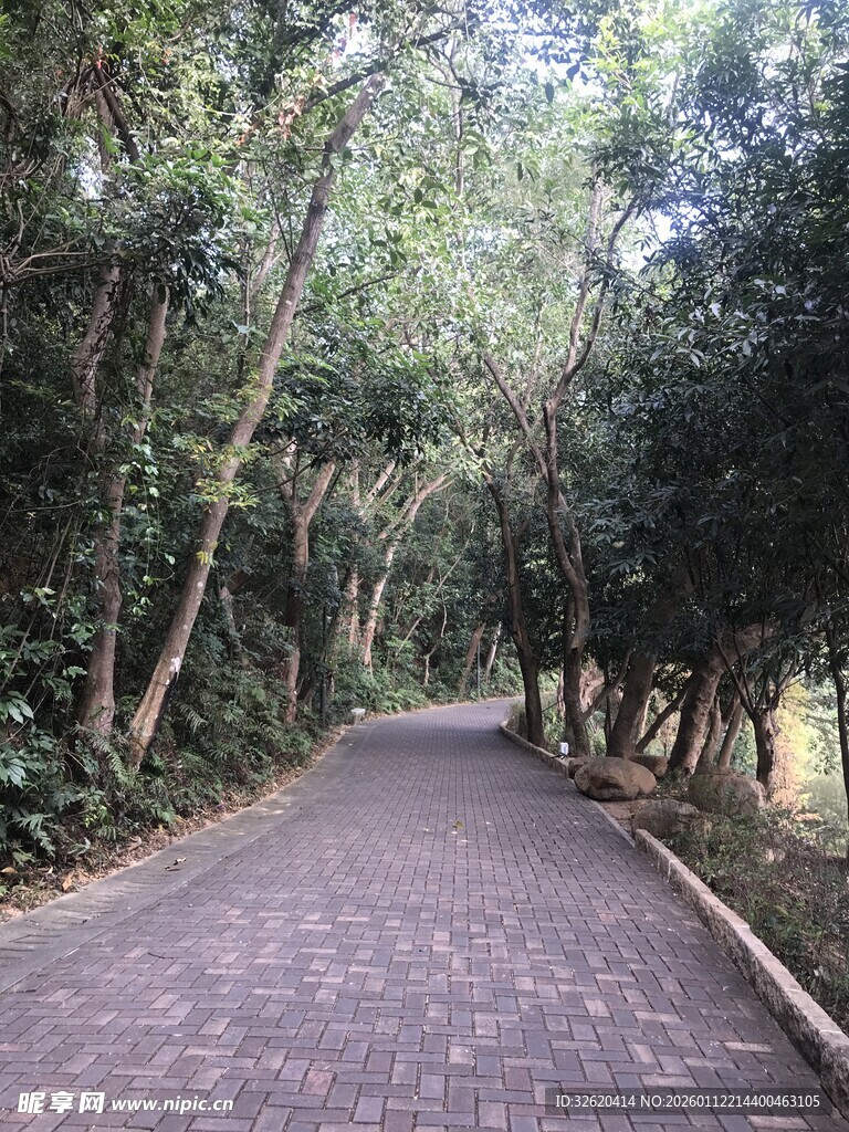林间幽静砖铺小道