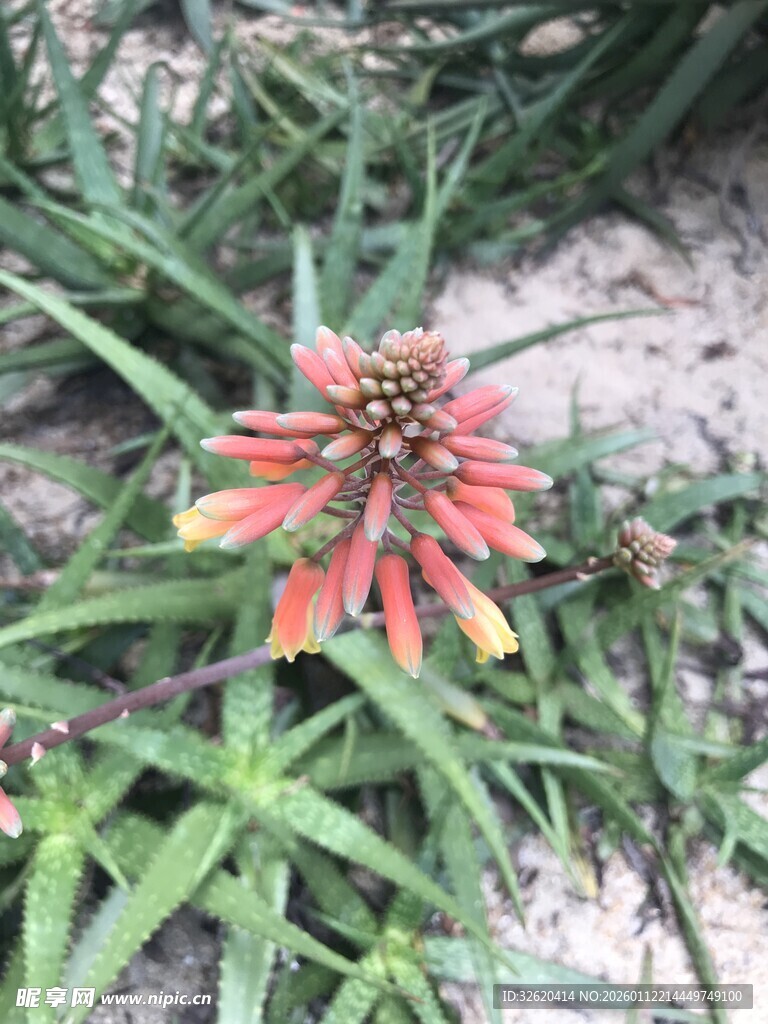 鲜艳火炬花绽放于草丛