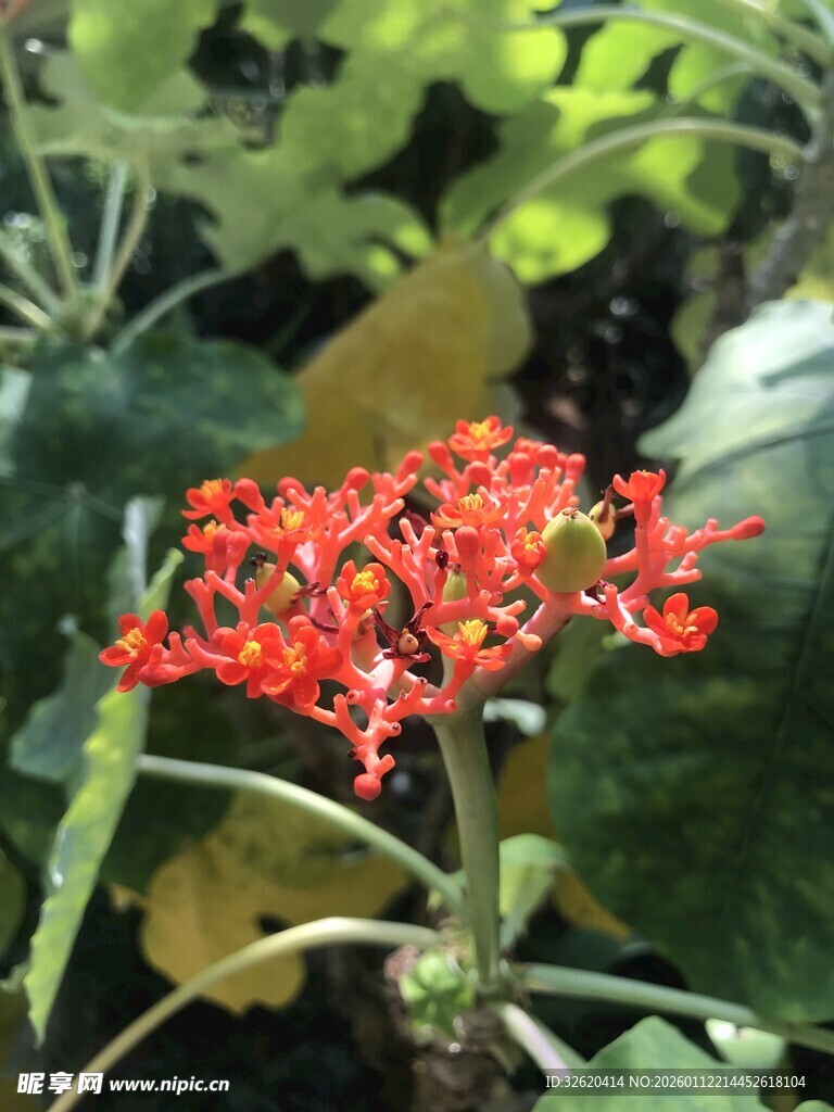 艳丽红色花朵绽放绿叶间