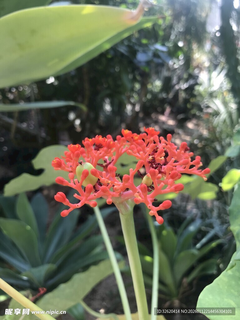 艳丽红色花朵绽放绿叶间