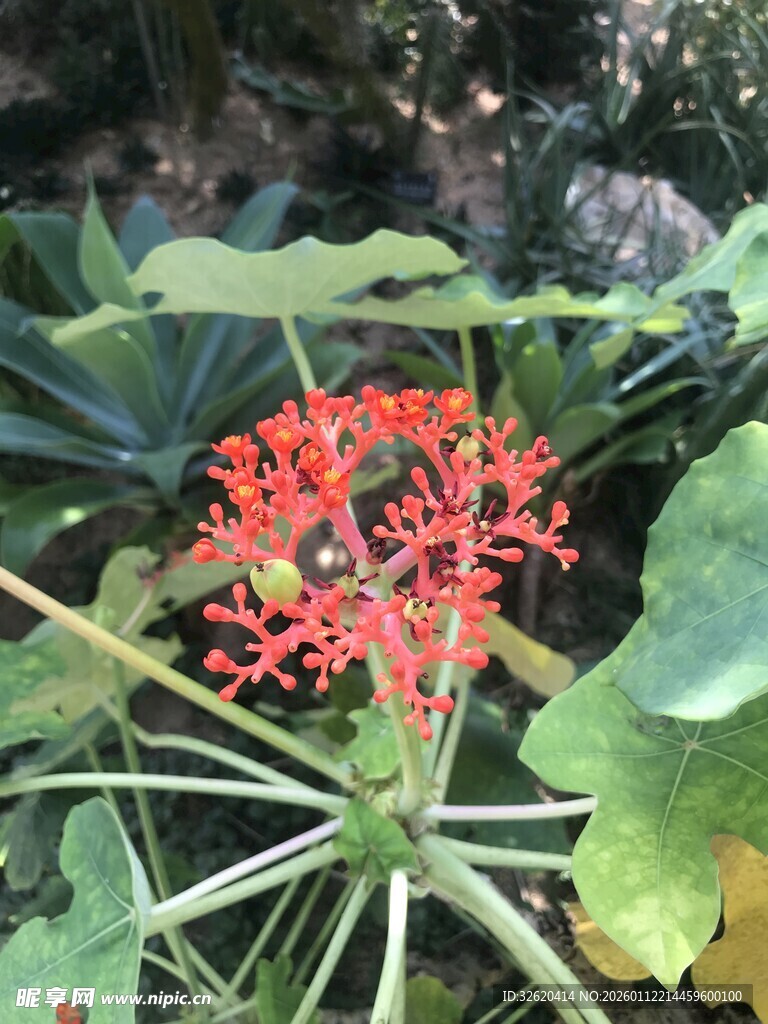 艳丽红色花朵