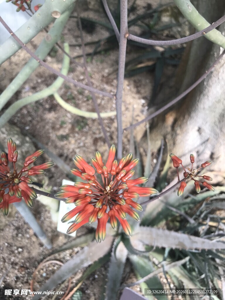 鲜艳芦荟花绽放