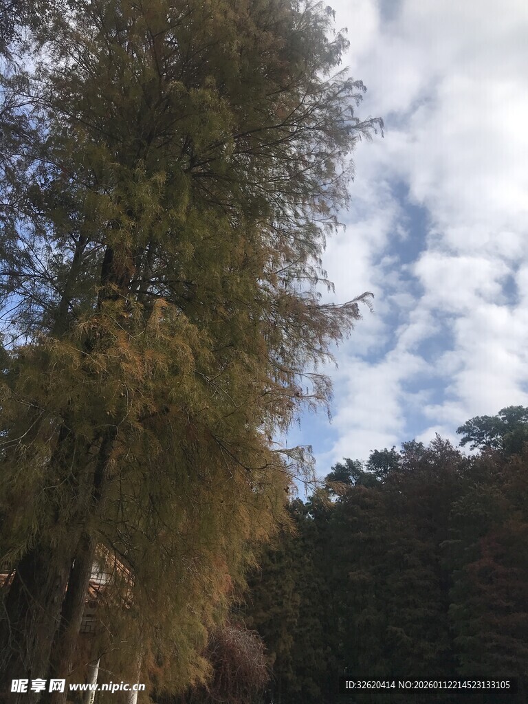 蓝天白云下的葱郁树木