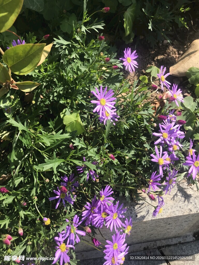 紫色小花绽放绿叶间
