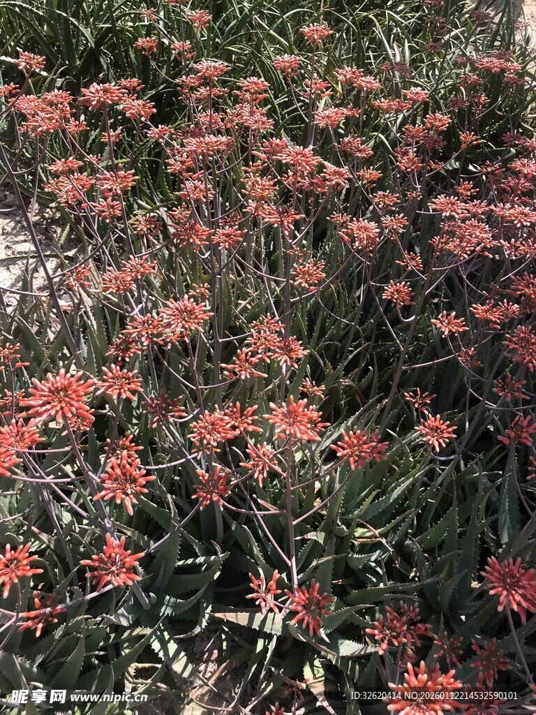 艳丽红色花卉植物景观